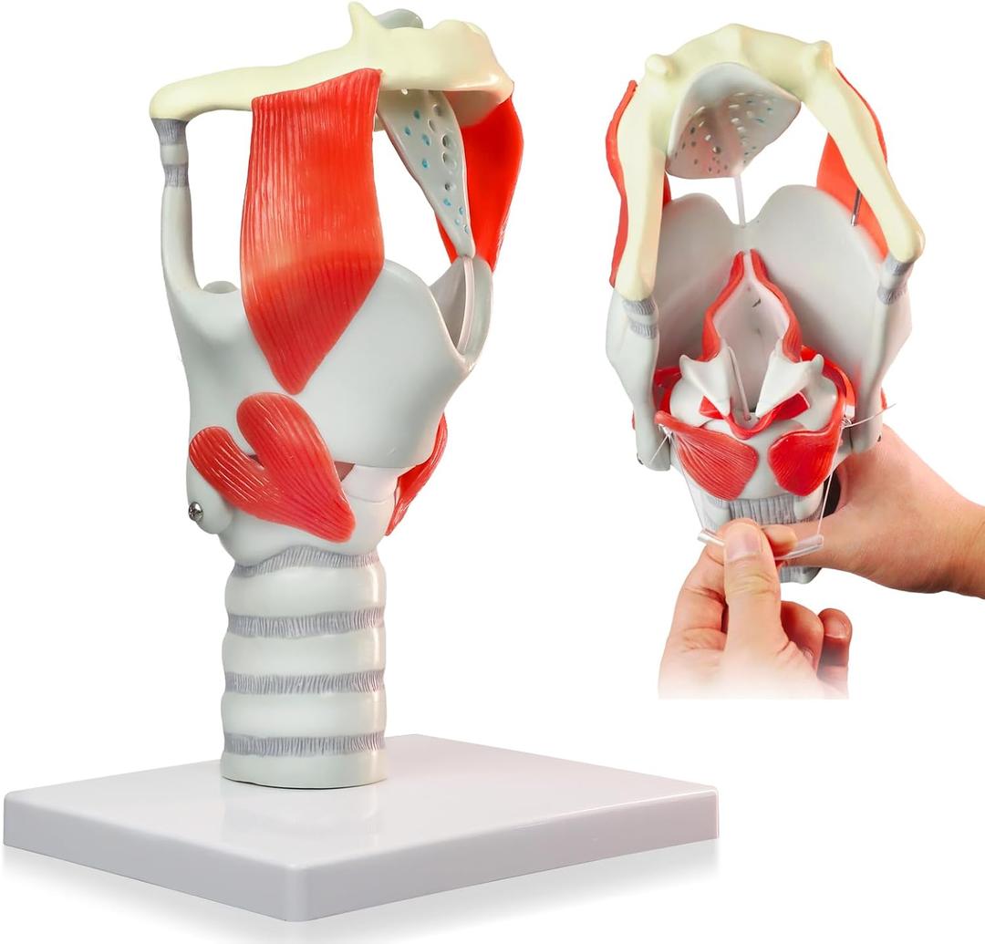 HADWYN 3X Anatomy Larynx Functional Model, 12.1"L x 8.1"W