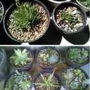 Voulosimi 12 LBS River Rock Stones, Natural Decorative Polished Mixed Pebbles Gravel,Outdoor Decorative Stones for Plant Aquariums, Landscaping, Vase Fillers