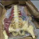 Lumbar Spine Model with Nerves, Female Pelvis Model Anatomy 1:1 Life Size Nerves Hip Joint Muscle Model Removable Movable Femur Heads Product Manual Card for Medical Education Study