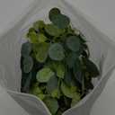 TOCHGREEN 4 PCS Artificial Eucalyptus Garland 5.9FT Faux Silver Dollar Greenery Garland Vines with White Flower Boxwood Fake Hanging Plants for Wedding Home Party Table Mantle Wall Decor