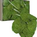 TurelinnG Preserved Moss Decor - Real Forest Moss, Moss for Crafts, Flexible for DIY Crafts, Home, Wall, Terrarium, Art Projects(Natural Green 2 sq.ft)