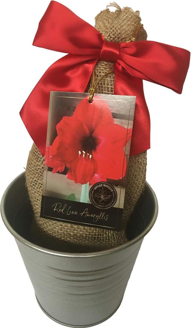 Rustic Tin Red Lion Amaryllis Holiday Gift Growing Kit, Deluxe Edition. Includes a Rustic Silver Pot, 1 Large Bulb, a Burlap Gift Bag and Professional Growing Medium