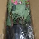2 Set of Artificial Dahlia Topiary Ball Trees - Fake Silk Dahlia Flower Bushes, UV Resistant Faux Floral Shrub Potted for Front Door Porch Farmhouse Wedding Outdoor Decor (Pink)