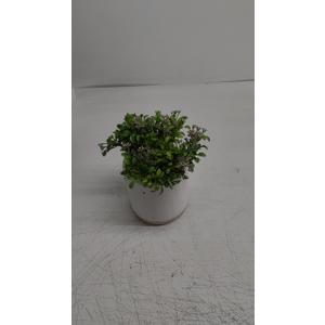 Boxwood Plant - Threshold