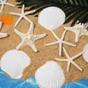 JQAQJU 3-4 Inches Large Starfish and Scallop Shells for Crafts 12PCS, Natural Beach Sea Shells for Crafting, Baking Shells Perfect for White Christmas Decor Beach Party Wedding Fishtank DIY Crafts