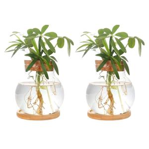 Plant Propagation Station,Hydroponic Glass Container Vase Jars, with Wooden Saucer for Desks, Houses, Garden Decorations, Home Kitchen Decorations and Gifts for Plant Lovers (2)