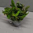 MyGift Wall Hanging Potted Artificial Leafy Plant in Black Pot with White Rope, Decorative Hanger Planter with Faux Plant Peperomia Angulata Vining Stems and Trailing Leaves