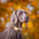 Elegant little tail Dog Collar, Fall Plaid Pet Collar Girl Boy Pet Collars Holiday Puppy Cotton with Metal Buckle Adjustable Dog Collars for X-Small Puppy