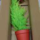 Miniature Festive Lemon Cypress Tree with Decorative 4.25" Pot Cover, Live Plant Gift for Holidays, Easy Care Live Houseplants for The Holidays by Plants for Pets