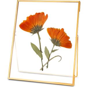 REDHUGO Glass Pressed Flower Frame Handmade, Floating Picture Frames for Pressed Flowers, Tabletop Artwork Photo Frames, Brass Desk Picture Frame for Home Office Plant Specimen, Gold, 8x10 Inches (8L" x 10W")