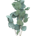 Silver Dollar Eucalyptus Single Leaf