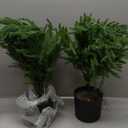 2FT Artificial Norfolk Pine Christmas Tree  Tabletop Faux Tree Unlit/Prelit with 50 LED Lights & 8-Function Battery Box, Pre-Assembled Holiday Decor for Home or Office (Prelit-2FT-2Pack)