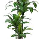 Artificial Dracaena Tree 6ft, Tall Fake Dracaena Plants with White Planter, Faux Dragon Tree Indoor Floor Plant for Home Decor Office Living Room Porch Housewarming, 1Pcs