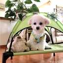 Midlee Green Dog Cot with Canopy (24" x 30")