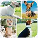 3 x Kazazoo Reflective Dog Collar with Soft Padding Dog Collar for Medium & Small Dogs, No Pull, Heavy Duty, Adjustable Nylon Collar with Quick-Release Buckle, Walking Training-Green-S