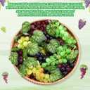 24 Pcs Artificial Grape Rubber Fake Grapes Bunches with Vines Leaves Faux Lifelike Fruits Ornament for Wedding Outdoor Decoration Garden Home, 6 Colors