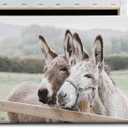 Farmhouse Donkey Wall Art Country Animal Pictures Cute Donkey Canvas Wall Art Funny Animal Paintings Rustic Farm Animals Poster Two Donkeys Picture Cute Animals Poster for Bedroom 16x24in with Frame