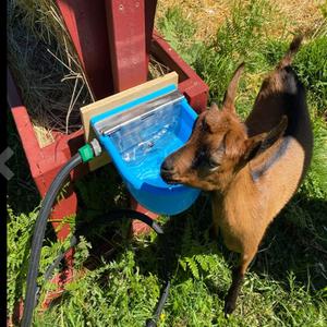 Automatic Water Bowl Plastic Livestock Waterer for Horse Cattle Goat Sheep Dog,Farm Grade Sheep Water Trough Bowl (with Drainage Hole & 39.37 inch Pipe)