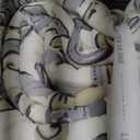 Levtex Home - Tamsin Grey Quilt Set - King Quilt + Two King Pillow Shams - Modern Paisley - Grey Taupe Off-White - Quilt Size (106x92in.) and Pillow Sham Size (36x20in.) - Reversible - Cotton