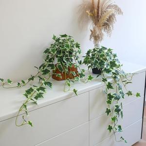 Fake English Ivy Plants in Pots Set of 2 Realistic Artificial Ivy Greenery for Home Decor, Tabletop, Office, Shelf, Balcony, Lifelike Faux Hanging Vines, No Maintenance Required - White and Green