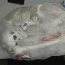 5.4Ft Posable Halloween Skeleton with Dog Cat Skeleton for Halloween Decor, 65IN