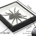Real Giant Bird Eating Tarantula EURYPEIMA SPINCRUS Spider Taxidermy Transparent Boxed Display (Black Wooden Box)