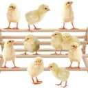 Wooden Chick Perch Stand, Pine Chicks Roosting Bar, Jungle Gym Perch Toys for Chicken Coop & Brooder, Bird Perch for Baby Chicks & Parrots (Large)