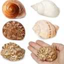 5Pcs Large Hermit Crab Shells Natural Sea Conch Size: 3"-4.5" Turbo Seashells for Hermit Crab Supplies Hermit Crab House for Dcor No Paint or Dye