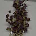 XZJMY 2 Pcs Arttificial Berry,Fall Artificial Soft Plum Sedum Berry Stem for Autumn Thanksgiving Harvest Christmas Tree DIY Decorations (Purple)