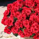 12 Pcs Artificial Flowers for Outdoors, Faux Silk Geraniums Flowers UV Resistant Fake Flowers Outdoor Plants for Front Porch Yard Patio Garden Home Decor (12, Red)