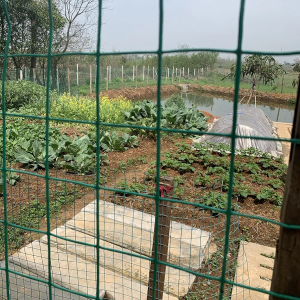 LFFH Wire Mesh Fence, 1.8X30m Square Mesh PVC Coated Green Fence Mesh Roll, for Garden Outdoors,Ordinary,2.3MM