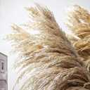 Natural Pampas Grass Decor Tall, Pompas Grass, Tall Pampas Grass for Weddingm, Farmhouse, Boho Home Decor (Brown), 10 Pc