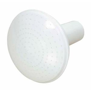 Watering Can Rose White