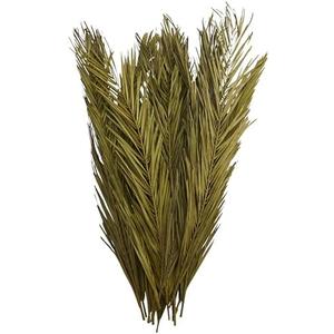 Deco 79 Dried Plant Palm Leaf Home Decor Natural Foliage Natural Dried Foliage with Feather Inspired Stems, Foliage for Decoration 4" x 1" x 43", Green