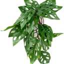 Reptile Plants for Terrarium, Amphibian Habitat Decor Artificial Hanging Plants with Suction Cup - Fake Swiss Cheese Plants Monstera Adansonii