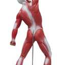 Ultrassist Human Anatomy Muscle Model, 20 Muscular System Figure, Professional Human Muscular Structure for Medical Training and Clinical Demonstration
