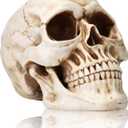 KatchOn, Life Size Human Skull Model 1:1 - Realistic Halloween Human Skull Replica Model | Resin Skull Head Props for Outdoor Halloween Decorations for Home | Skull Decorations Indoor