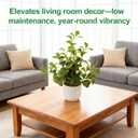 19'' Artificial Ficus Plant in White Textured Ceramic Pot Realistic Faux Greenery with Lifelike Leaves Fake Plants for Indoor Home Office Bathroom Shelf Desk Tabletop Decor