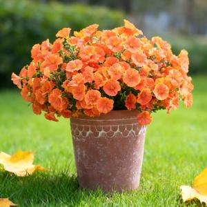 Orange Artificial Morning Glory Fall Faux Flowers for Outdoor Decoration, 12 Bundles Realistic Silk Flowers with Eucalyptus for Autumn Home Decor Patio Porch Garden Planter Window Box Yard