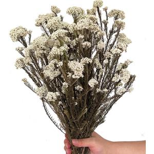 17 Inches Natural Dried Millet Flower Bouquet for Decor, 22-25 Stems Home and Wedding Decoration (White)