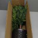 Nearly Natural 2ft. Norfolk Island Pine Natural Look Artificial Tree in Decorative Planter (Green)