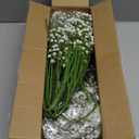 36 Pcs Babys Breath Artificial Flowers, Baby Breath Flowers Artificial Bulk Long Stem Fake Babies Breath Faux Gypsophila White Flowers Artificial for Decoration (No Eucalyptus Stems)