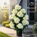 2 Pack Artificial Hydrangea Trees with White Flowers, UV Resistant | Realistic Potted Faux Plants for Indoor and Outdoor Decor, Ideal for Porches, Patios, Living Rooms and Entryways