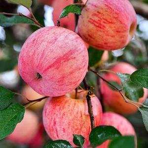 Brighter Blooms Thriving Dwarf Fuji Honeycrisp Apple Trees - Perfect Addition to Yards and Home Gardens