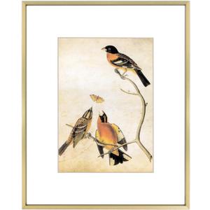 8x10 Picture Frame, Brass Aluminum Metal Photo Frames with HD Glass, Fits 5x7 with Mat or 8 x 10 without Mat, Display for Wall and Table