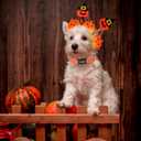 PTDECOR 2 Pack Halloween Dog Collar, Multi Size, Adjustable Orange Halloween Pumpkin Pet Collars for Small Dogs (Small) (SNeck 10"-14",Wideth 0.6"))
