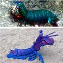 8.3 Inch 3D Printed Mantis Shrimp, 3D Printed Sea Animals Collectible, Lifelike Marine Creature with Flexible Joints, Desk Decor for Marine Biology Enthusiasts