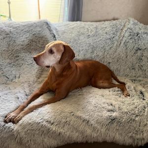 PJYuCien Dog Blanket for Medium Large Dogs, 60"x50" Large Pet Blankets with Reversible Fleece, Washable Calming Pet Throw for Couch/Bed, Grey