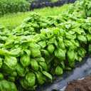 8 x Seeds Genovese Basil Indoor Herb Non GMO Heirloom for Planting