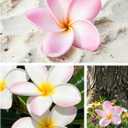10pcs Light White Pink Flowers PU Real Touch Flowers Hawaiian Plumeria Tropical Artificial Flowers for DIY Floral Gifts Wedding Home Office Table Decor Farmhouse Table Centerpiece Decorations